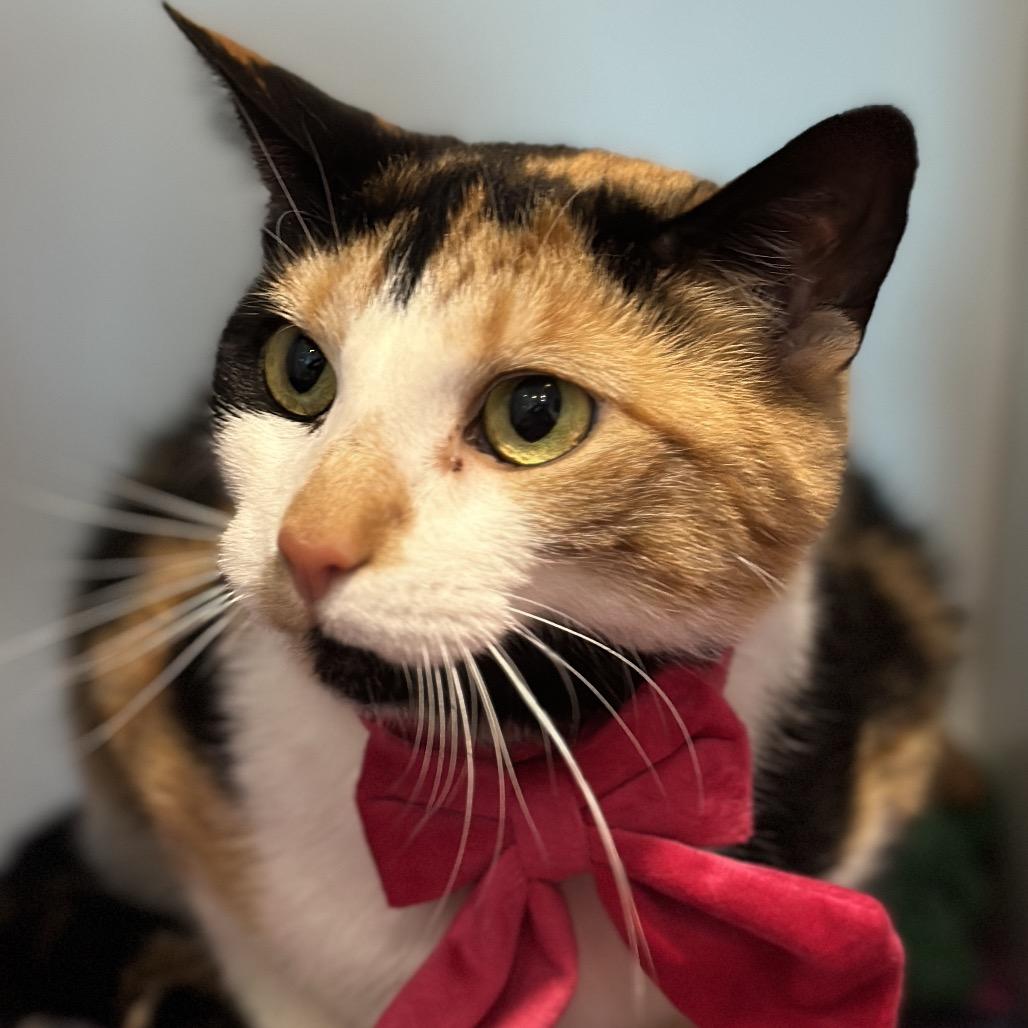 Kali, Adoptable, Adult Female Domestic Short Hair.