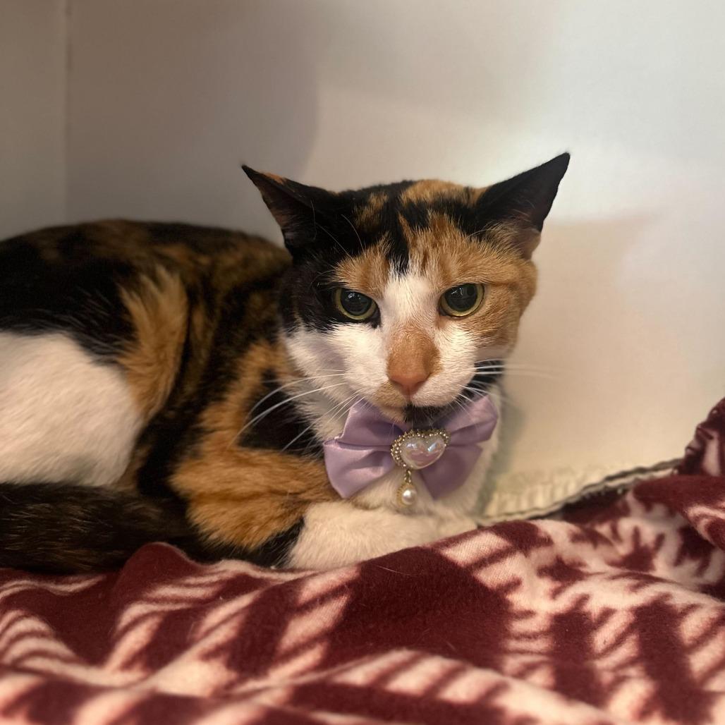 Kali, a Adoptable Domestic Short Hair in Matteson, IL image 2/6
