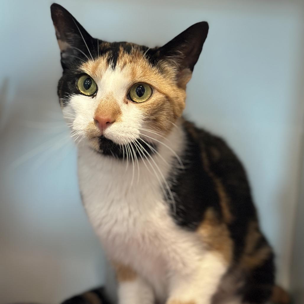 Kali, a Adoptable Domestic Short Hair in Matteson, IL image 3/6