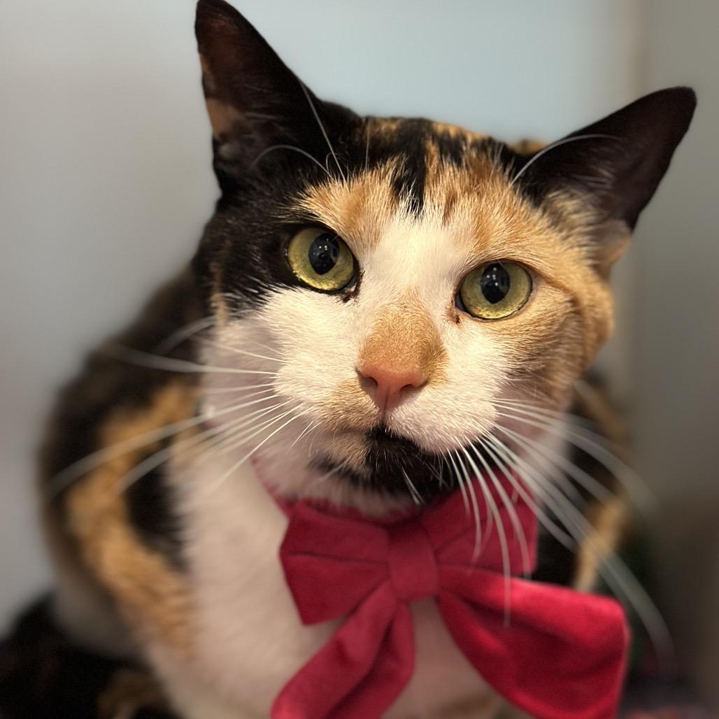 Kali, a Adoptable Domestic Short Hair in Matteson, IL image 4/6