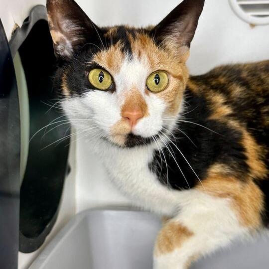 Kali, a Adoptable Domestic Short Hair in Matteson, IL image 5/6