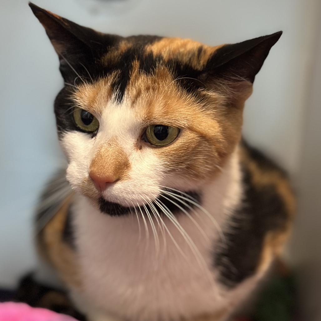 Kali, a Adoptable Domestic Short Hair in Matteson, IL image 6/6