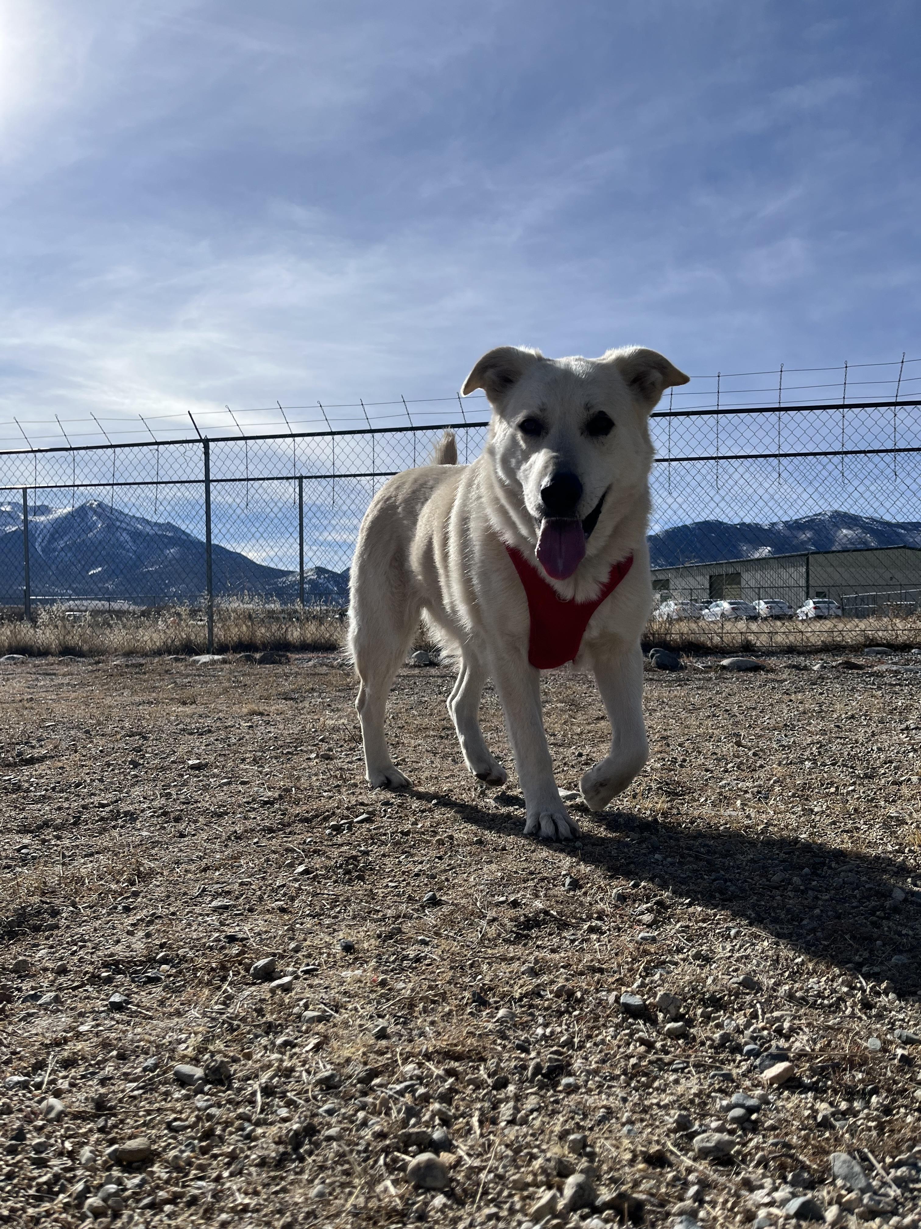 Sasha, an adopted mixed breed in Buena Vista, CO image 3/4