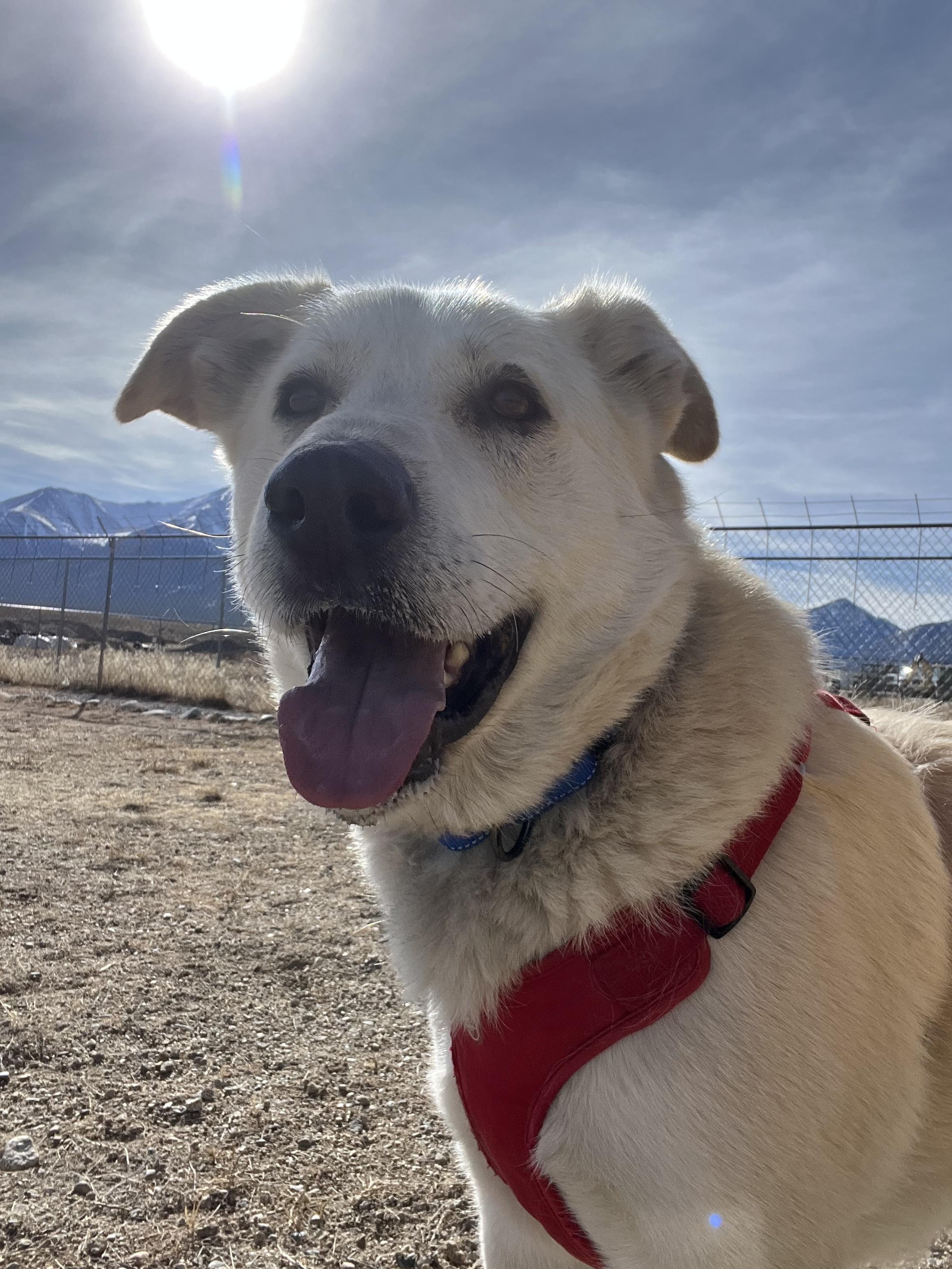 Sasha, an adopted mixed breed in Buena Vista, CO image 1/4