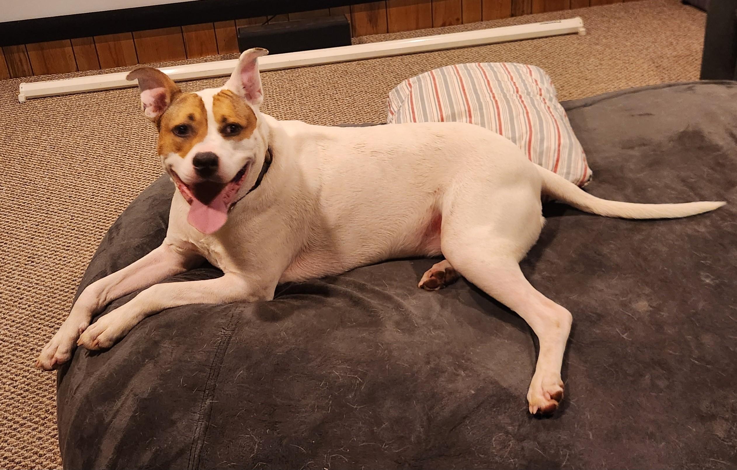 Archie, Adult Male Labrador Retriever