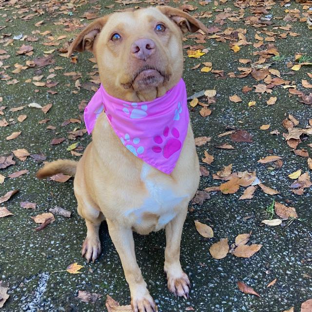 Sky, Adoptable, Senior Female Mixed Breed.