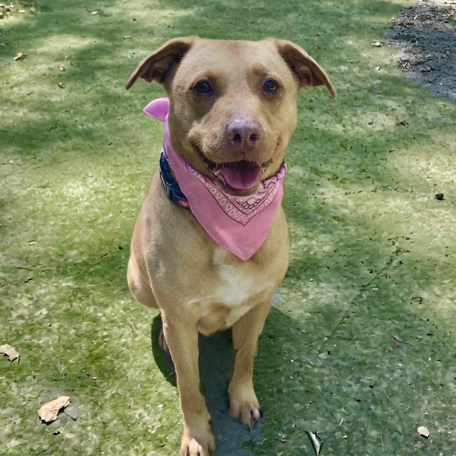 Enlarge Sky, a Adoptable mixed breed in Charleston, WV image 2/6