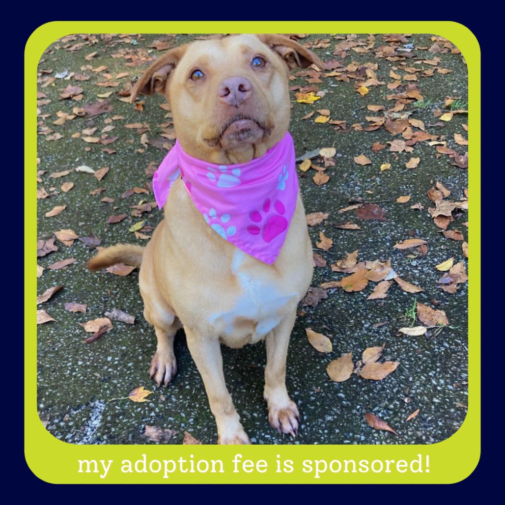 Enlarge Sky, a Adoptable mixed breed in Charleston, WV image 3/6