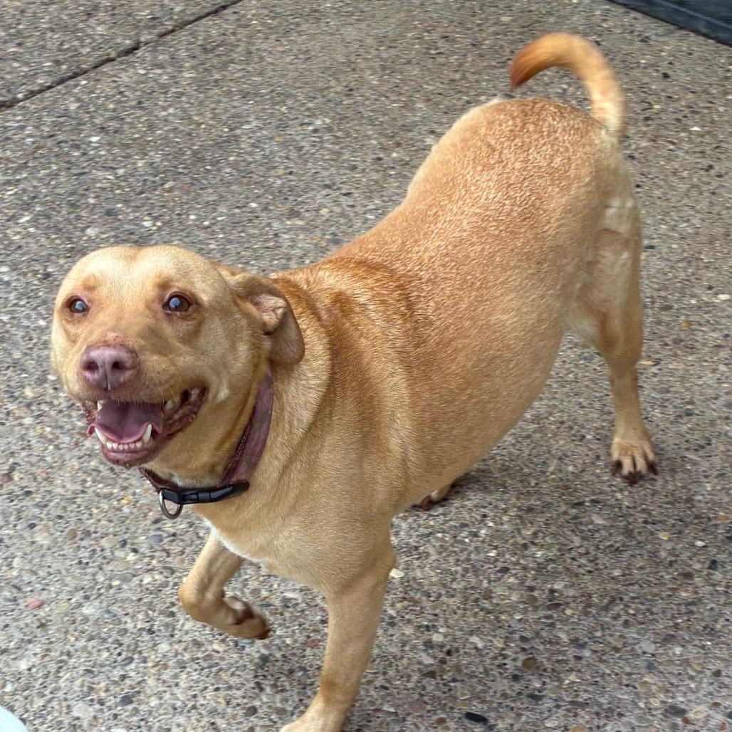Enlarge Sky, a Adoptable mixed breed in Charleston, WV image 5/6