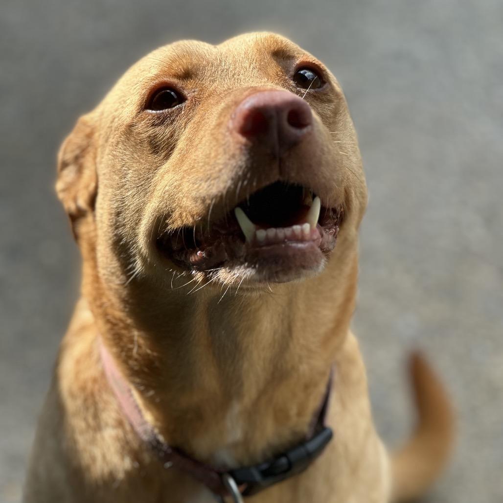 Enlarge Sky, a Adoptable mixed breed in Charleston, WV image 6/6