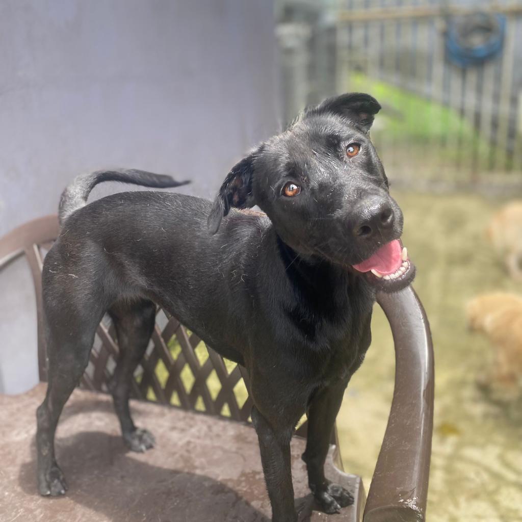 Galaxy, Adoptable, Adult Female Black Labrador Retriever & Pointer.