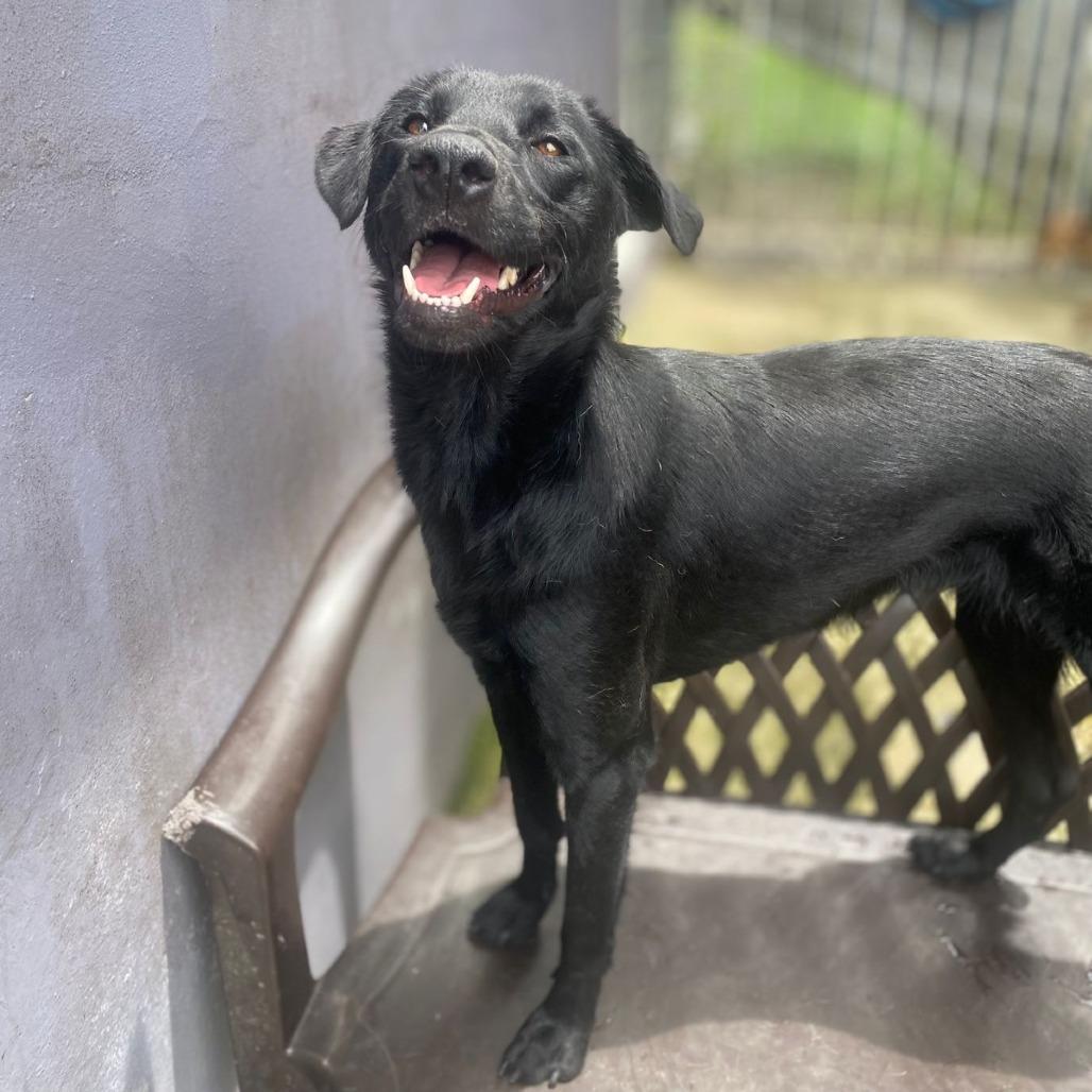 Galaxy, a Adoptable mixed breed in San Juan, PR image 2/3