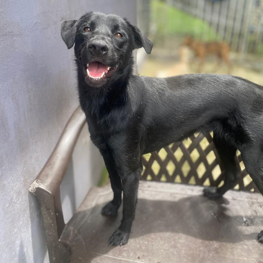 Galaxy, a Adoptable mixed breed in San Juan, PR image 3/3