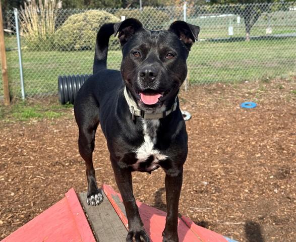 DAPHNE, Adoptable, Adult Female Pit Bull Terrier & Mixed Breed.
