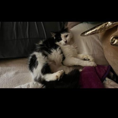 Milkshake, Adopted, Adult Female Domestic Long Hair.