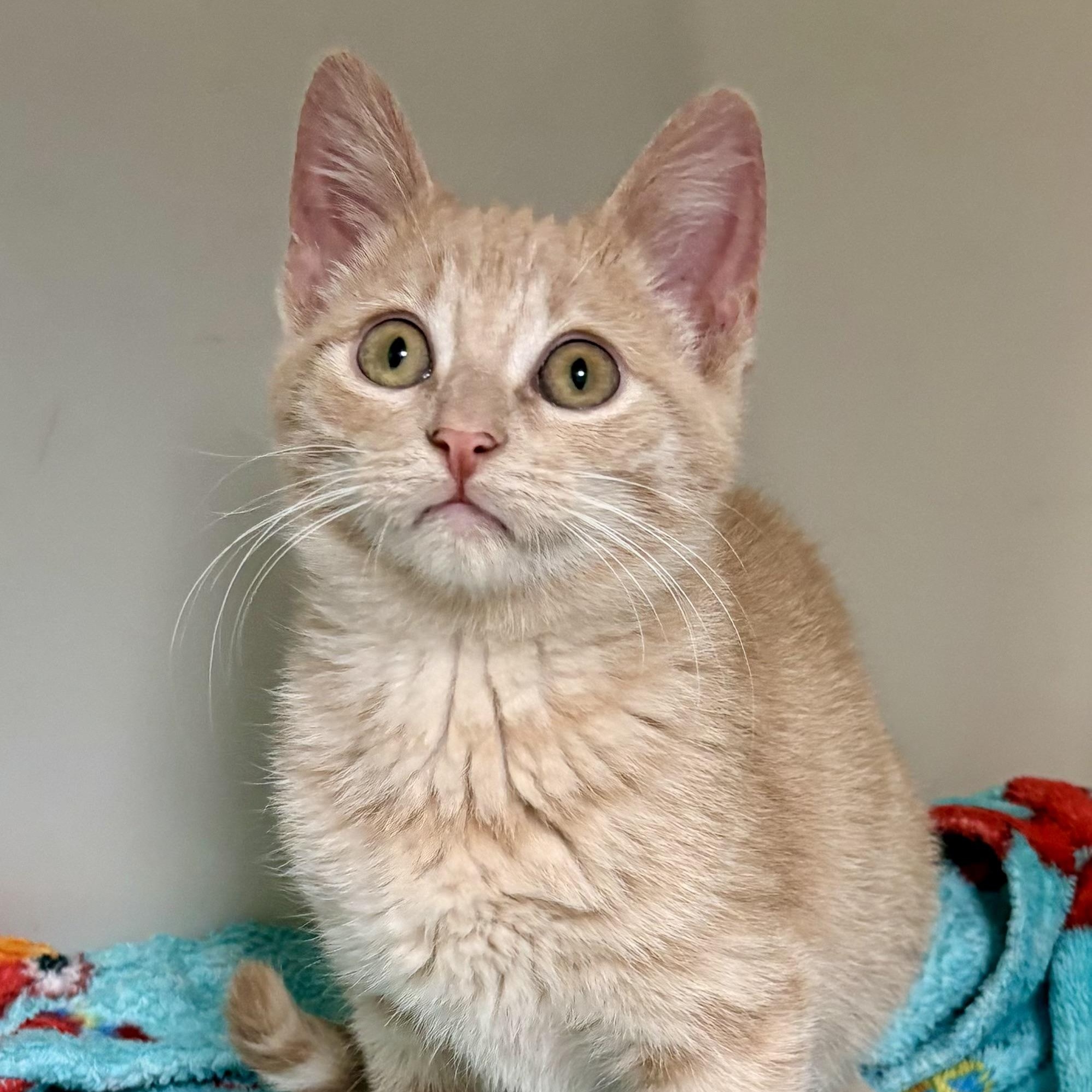 Opal , ADOPTABLE, Young Female Domestic Short Hair & Tabby.