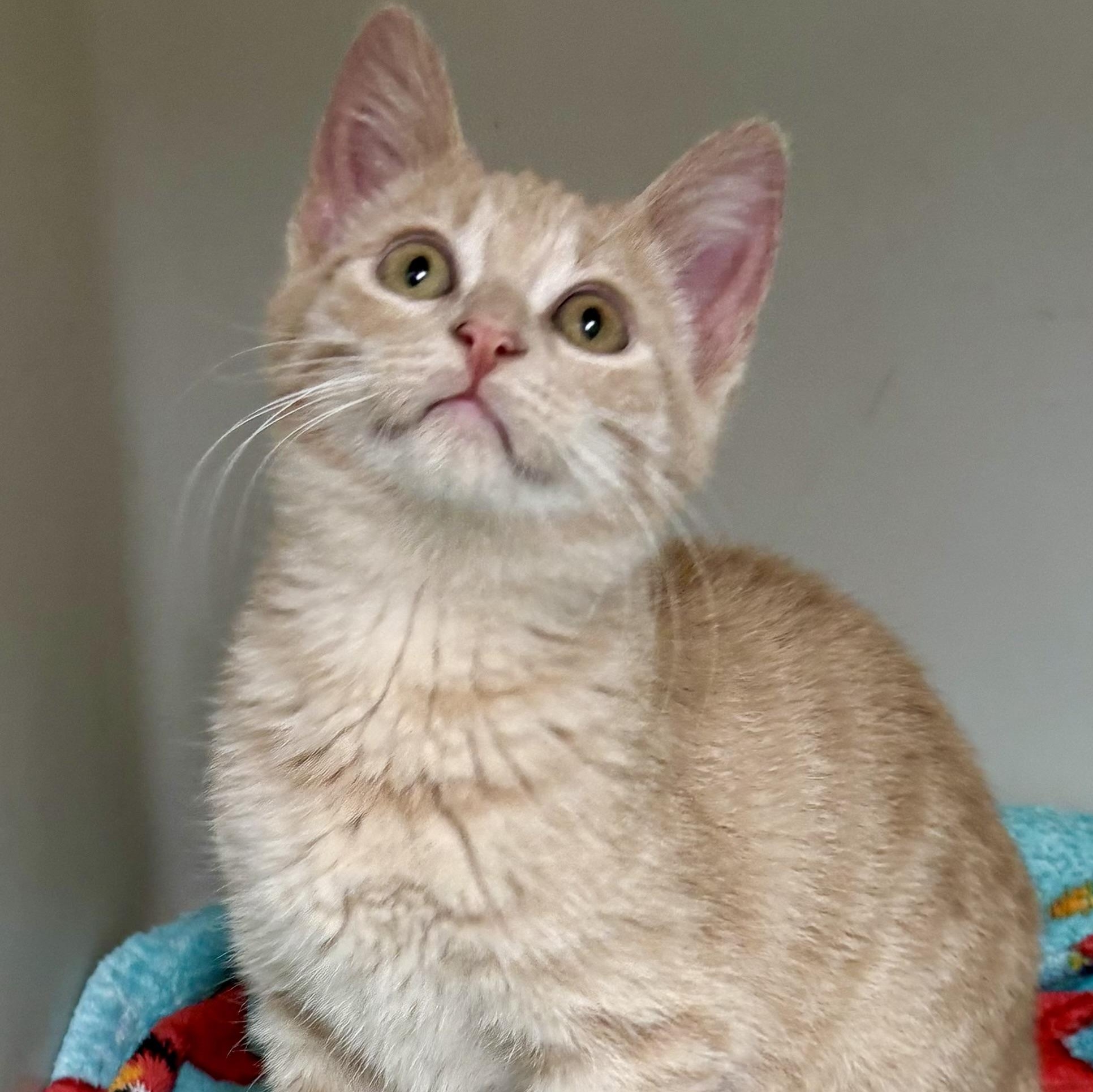 Opal , ADOPTABLE, Young Female Domestic Short Hair & Tabby.