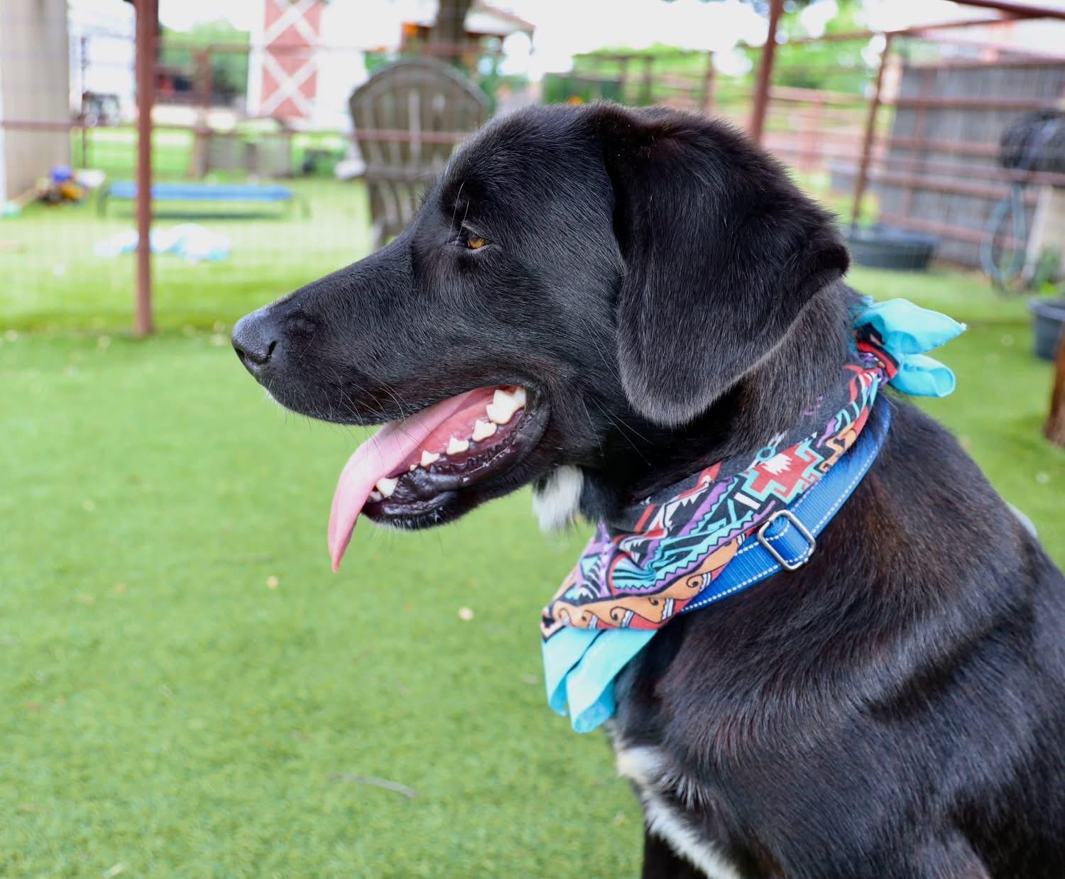 Enlarge Charlie, an adopted mixed breed in Southlake, TX image 2/6