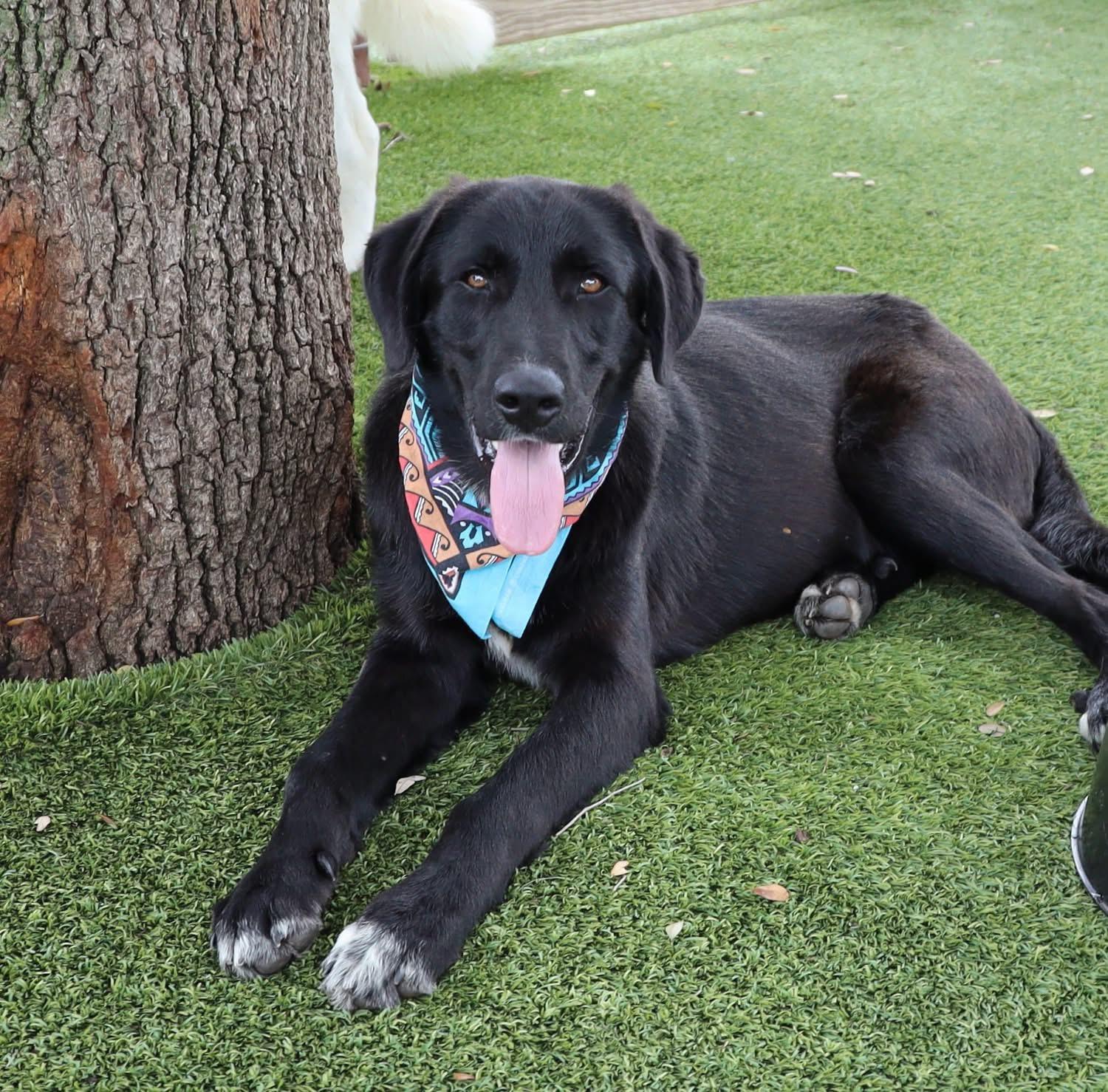 Enlarge Charlie, an adopted mixed breed in Southlake, TX image 6/6
