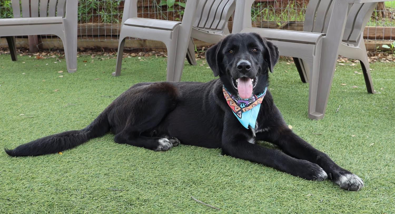 Enlarge Charlie, an adopted mixed breed in Southlake, TX image 4/6