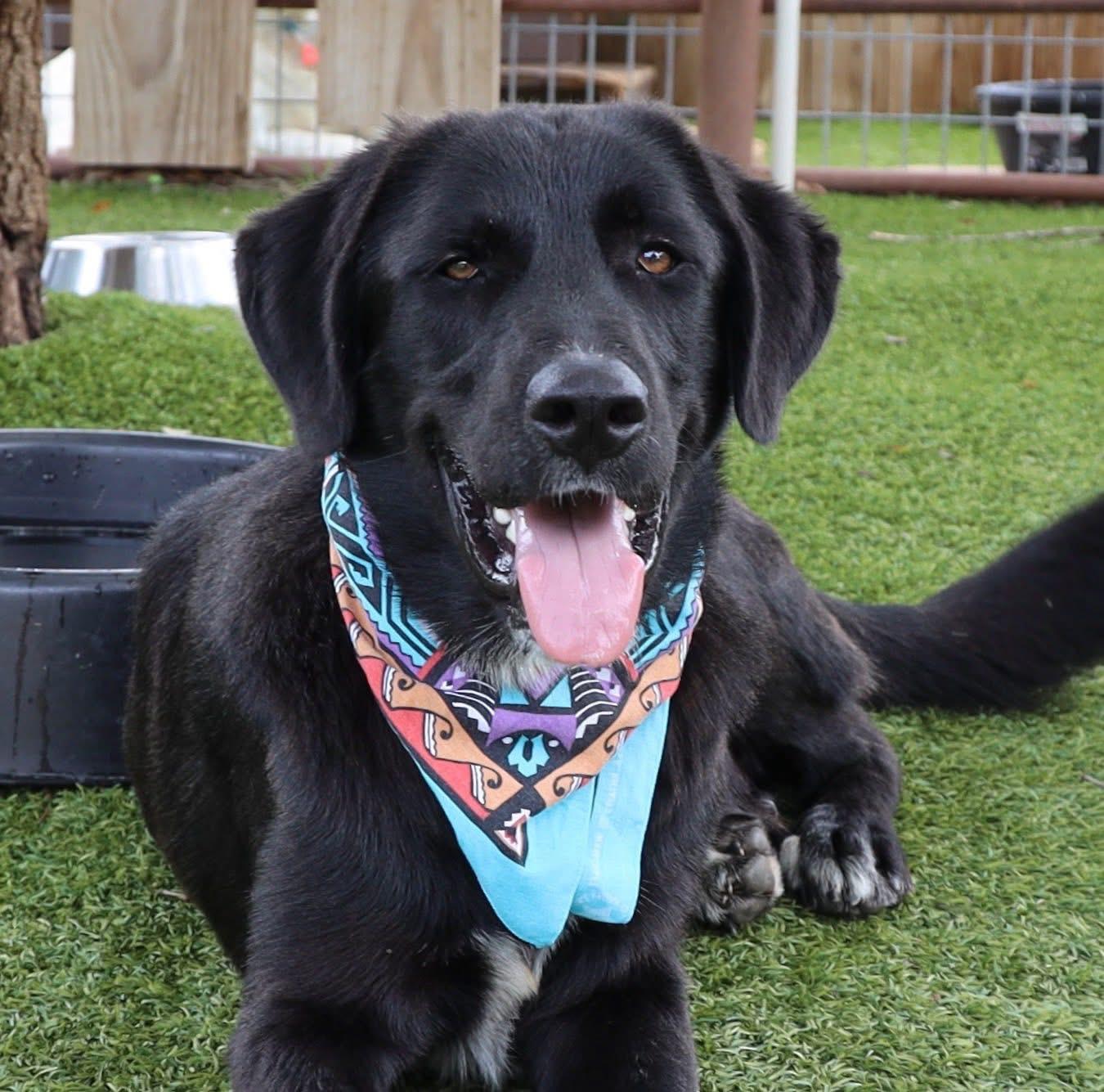 Charlie, adopted, Adult Male Labrador Retriever.