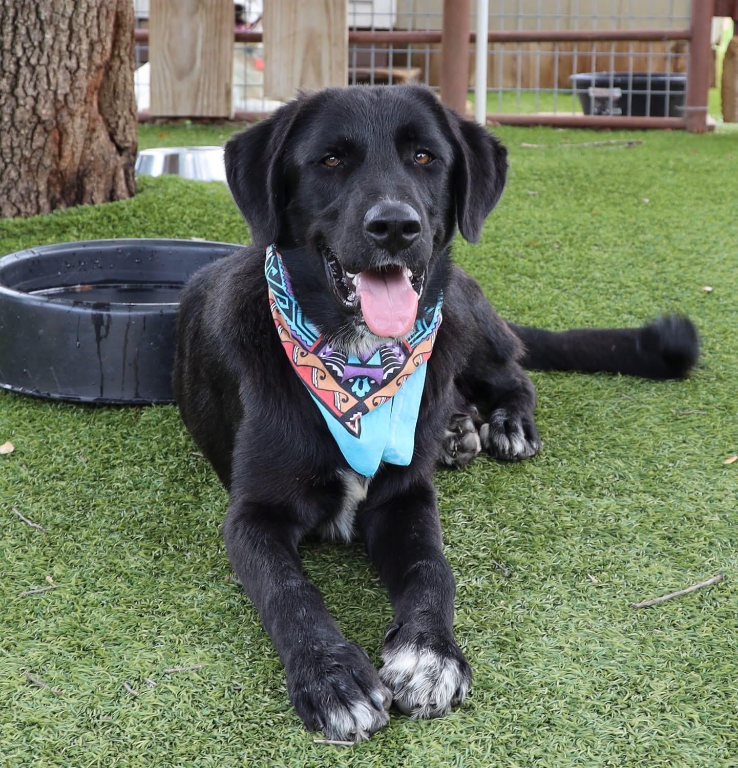 Enlarge Charlie, an adopted mixed breed in Southlake, TX image 3/6