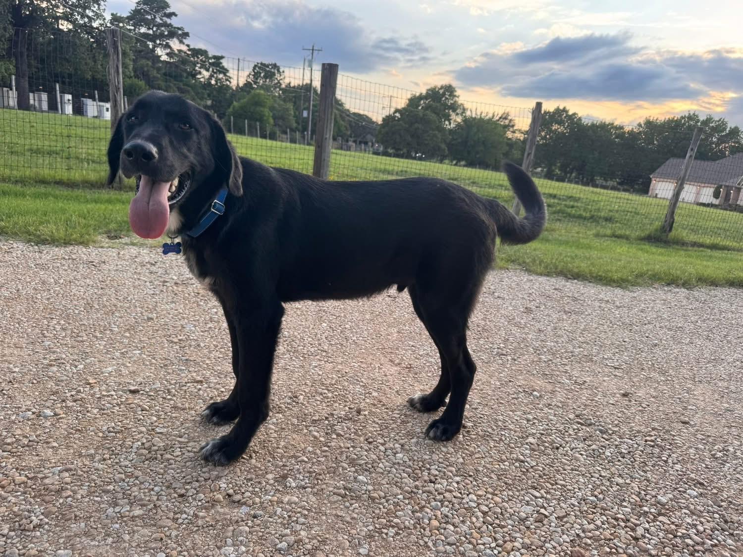 Enlarge Charlie, an adopted mixed breed in Southlake, TX image 5/6