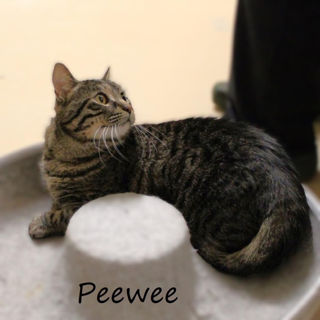 Peewee, a Adoptable American Shorthair in Yucaipa, CA image 1/5