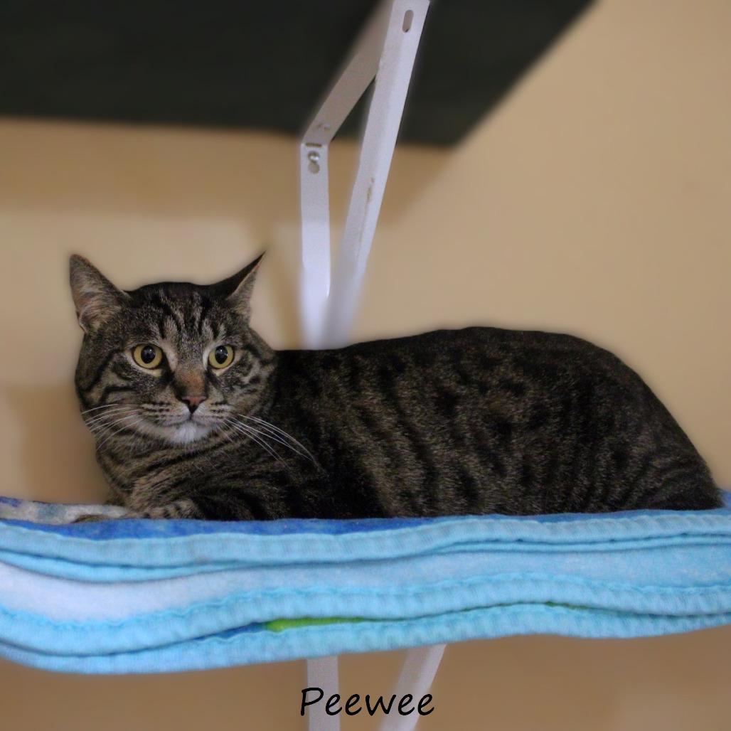 Peewee, Adoptable, Adult Male American Shorthair.