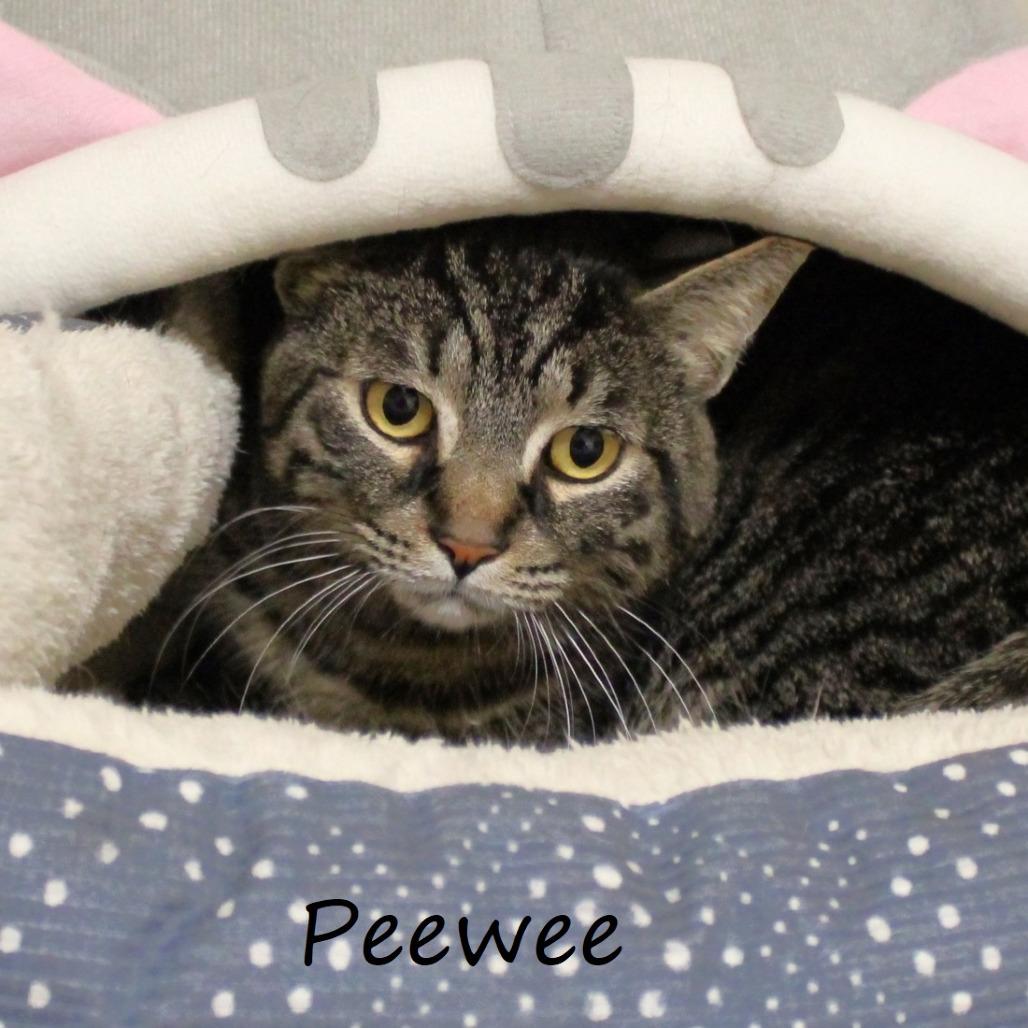 Peewee, a Adoptable American Shorthair in Yucaipa, CA image 2/5