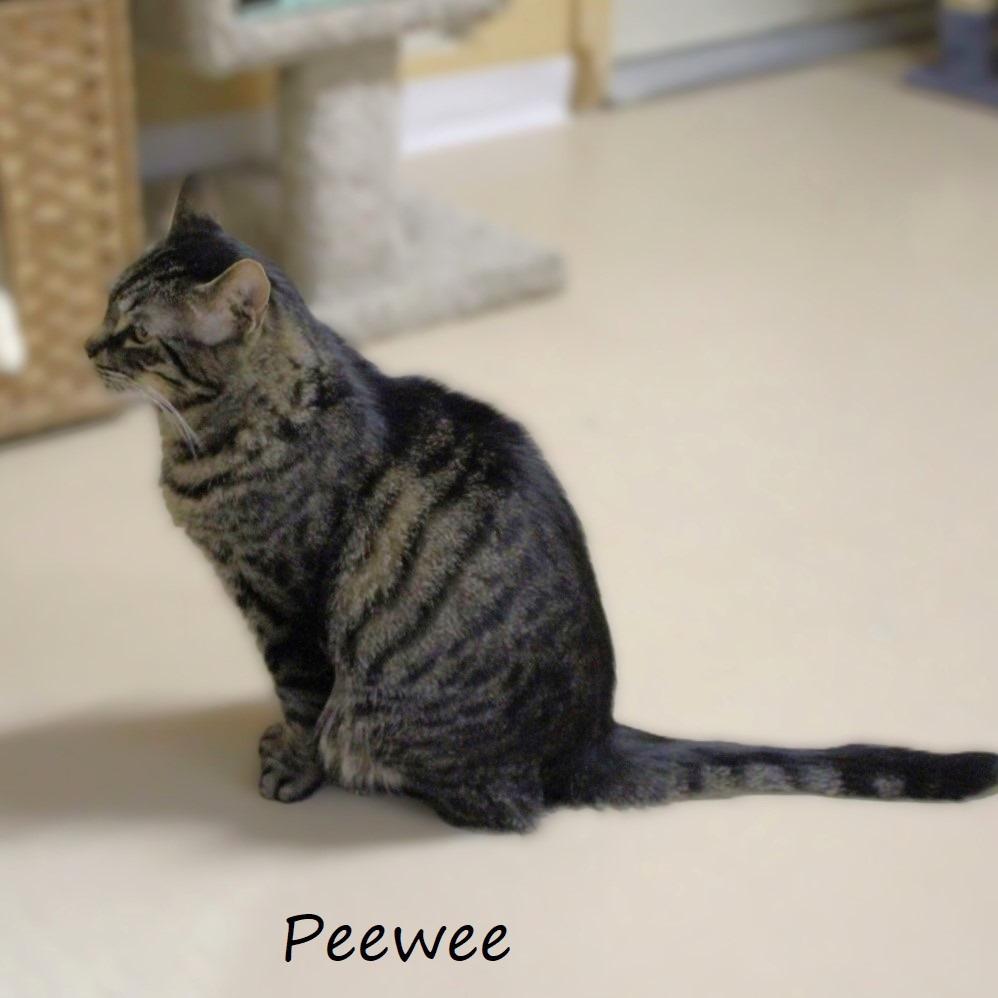 Enlarge Peewee, a Adoptable American Shorthair in Yucaipa, CA image 3/6