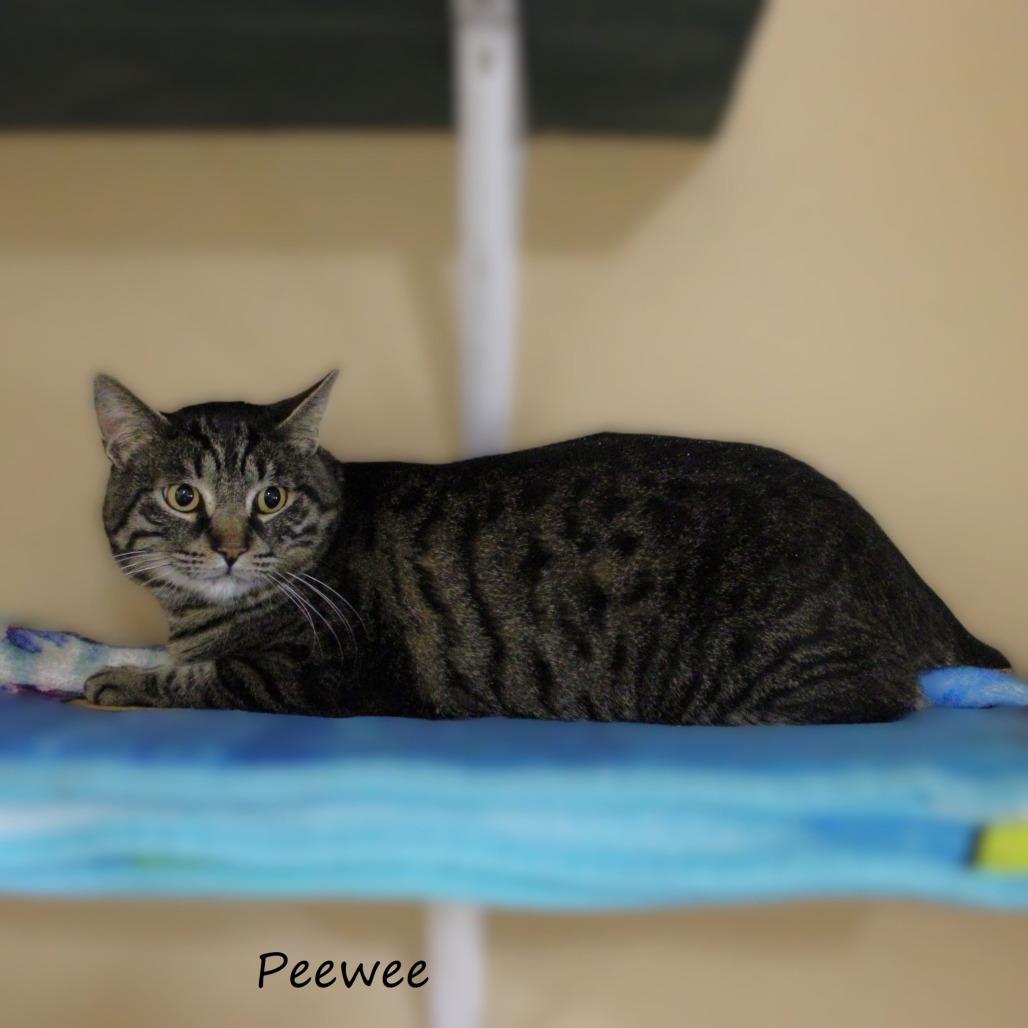 Enlarge Peewee, a Adoptable American Shorthair in Yucaipa, CA image 2/4