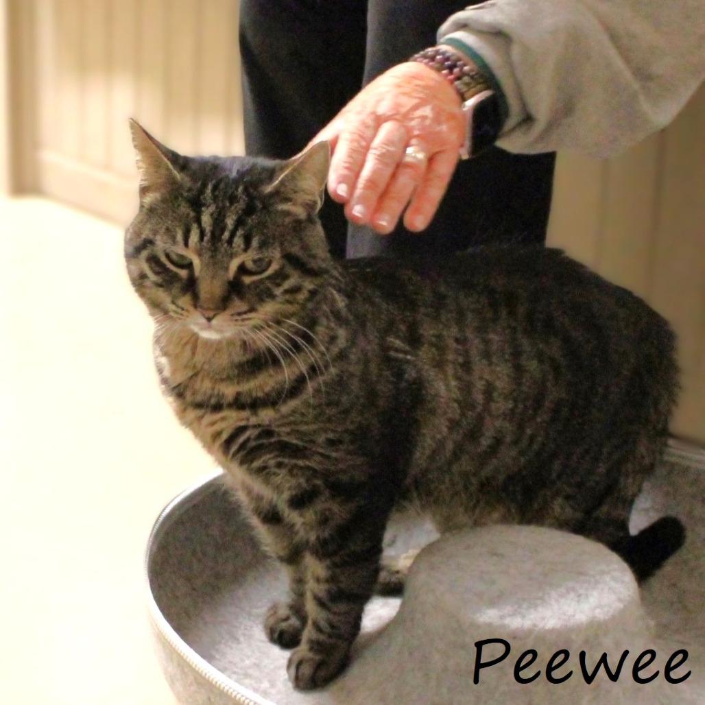 Peewee, a Adoptable American Shorthair in Yucaipa, CA image 3/5