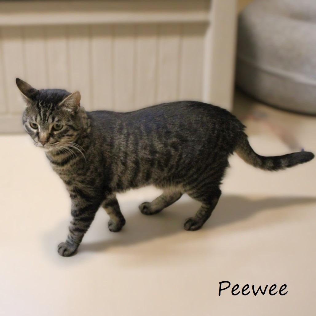 Enlarge Peewee, a Adoptable American Shorthair in Yucaipa, CA image 5/6