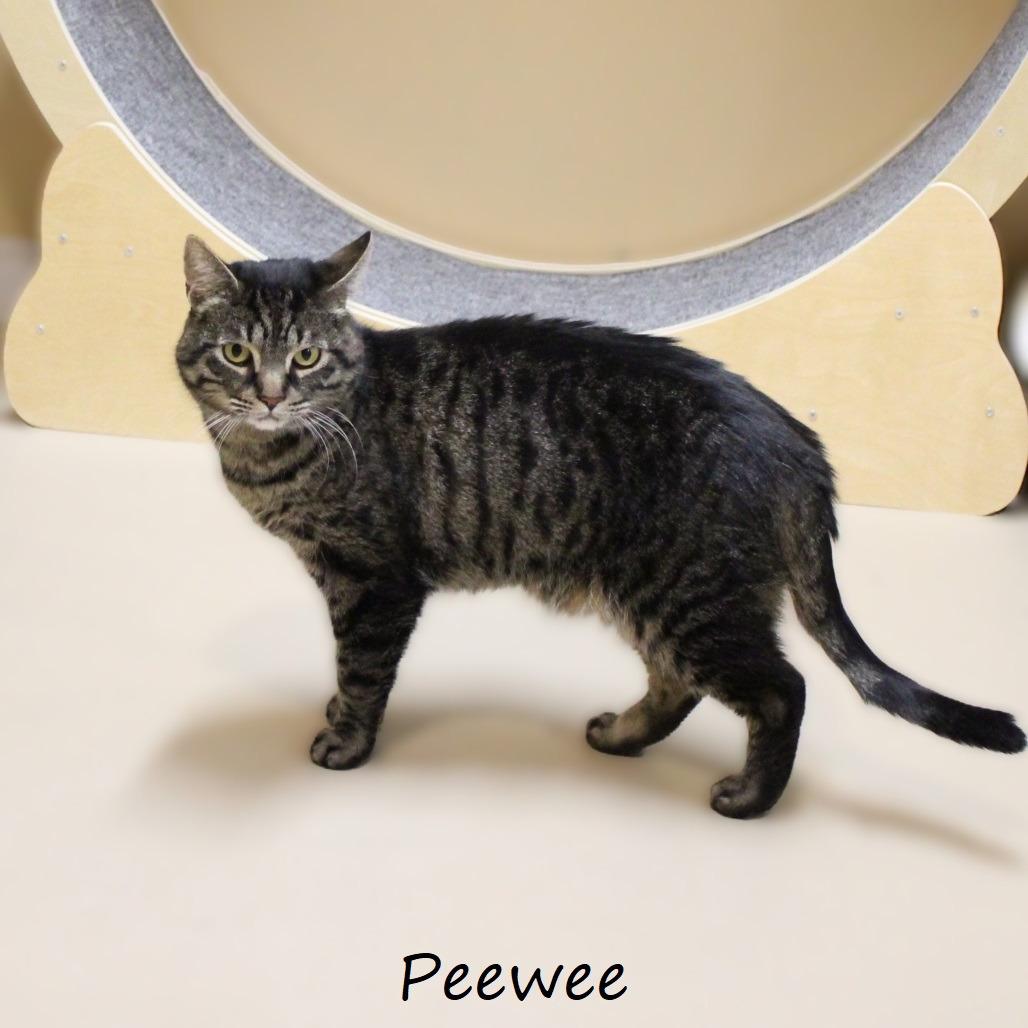 Enlarge Peewee, a Adoptable American Shorthair in Yucaipa, CA image 6/6