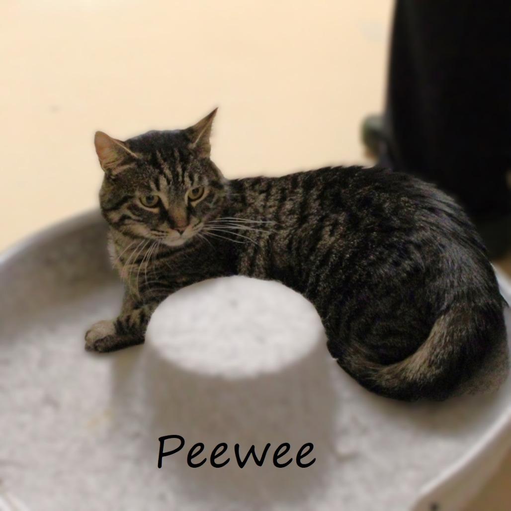 Peewee, a Adoptable American Shorthair in Yucaipa, CA image 4/5