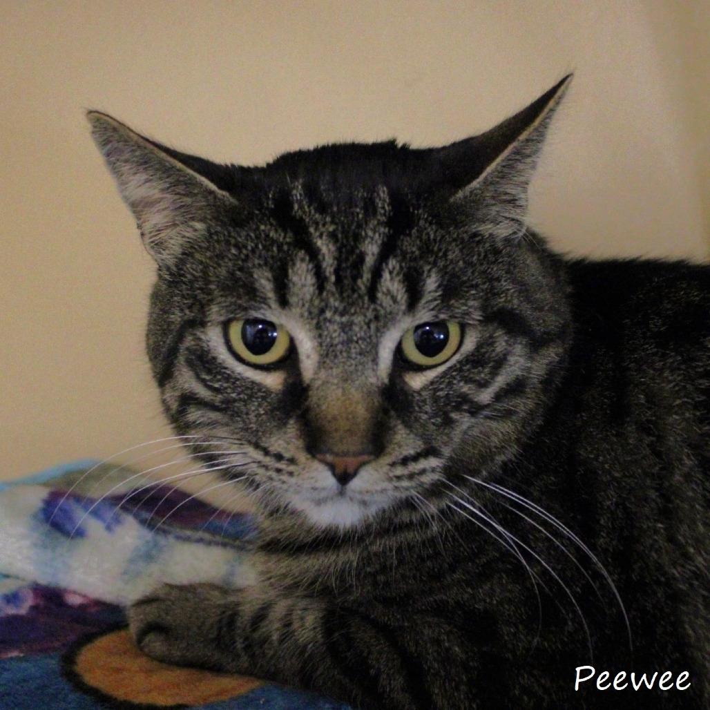 Enlarge Peewee, a Adoptable American Shorthair in Yucaipa, CA image 3/4