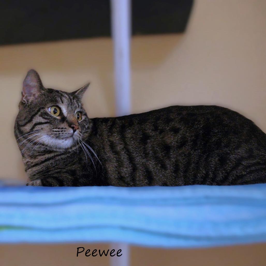 Enlarge Peewee, a Adoptable American Shorthair in Yucaipa, CA image 4/4