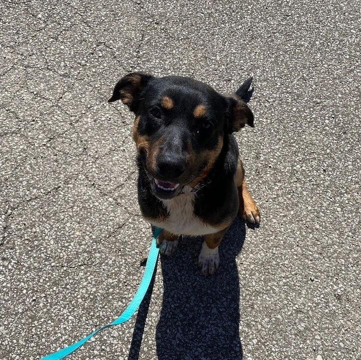 Reese, Adoptable, Adult Male Mountain Cur & Shepherd.