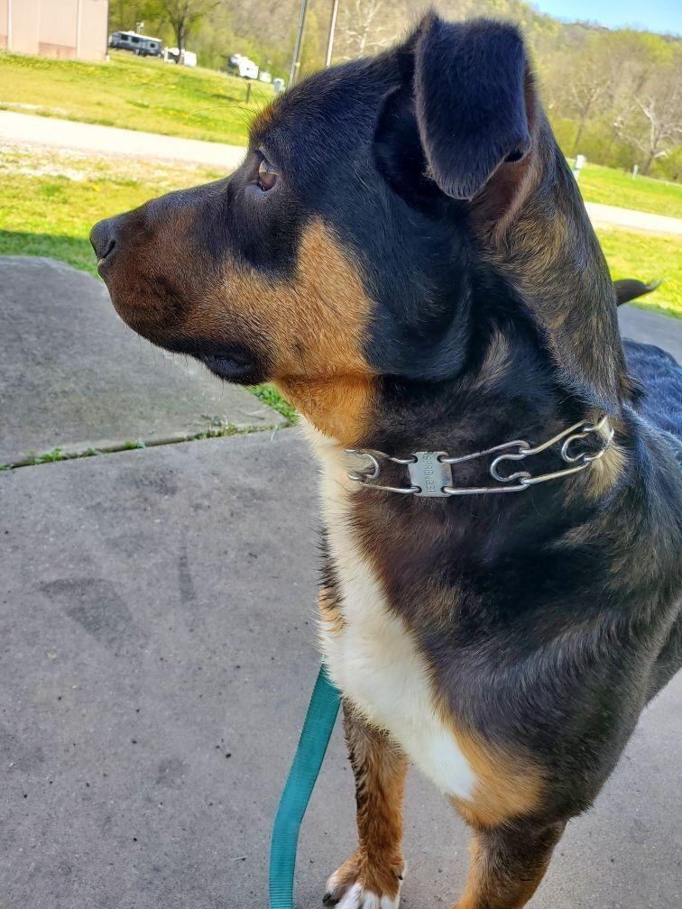 Enlarge Reese, a Adoptable mixed breed in New Martinsville, WV image 3/3