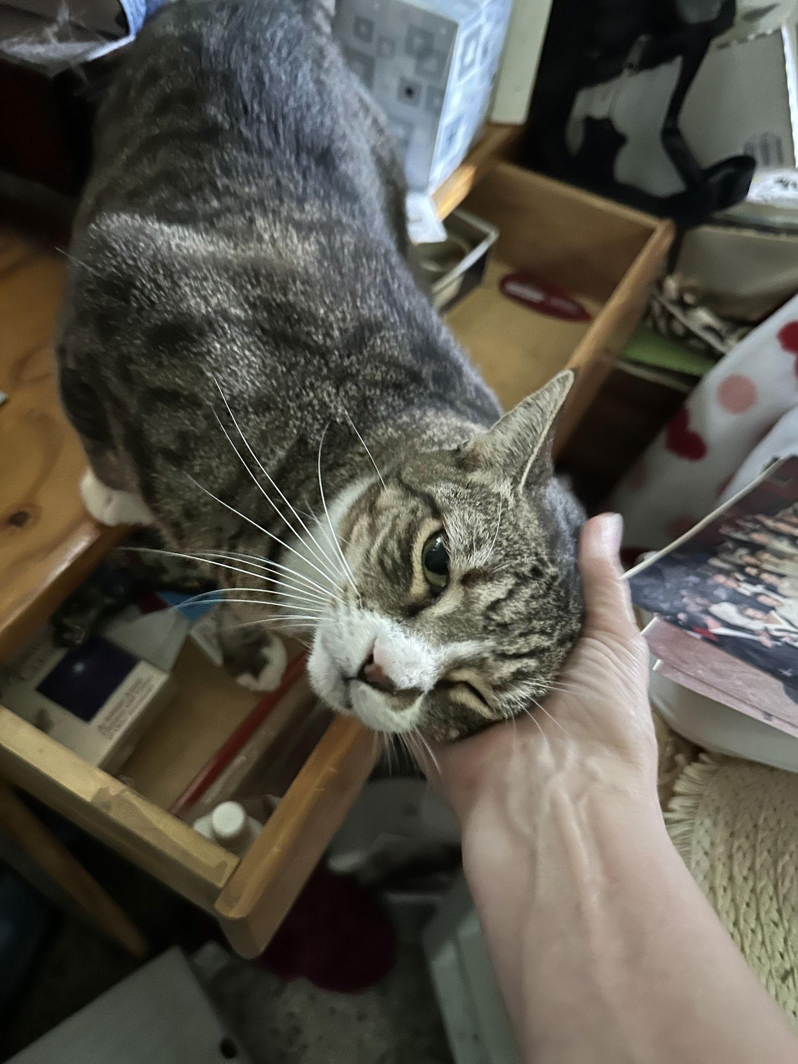 Baby the Sweet Tabby, Adoptable, Senior Female Domestic Short Hair.