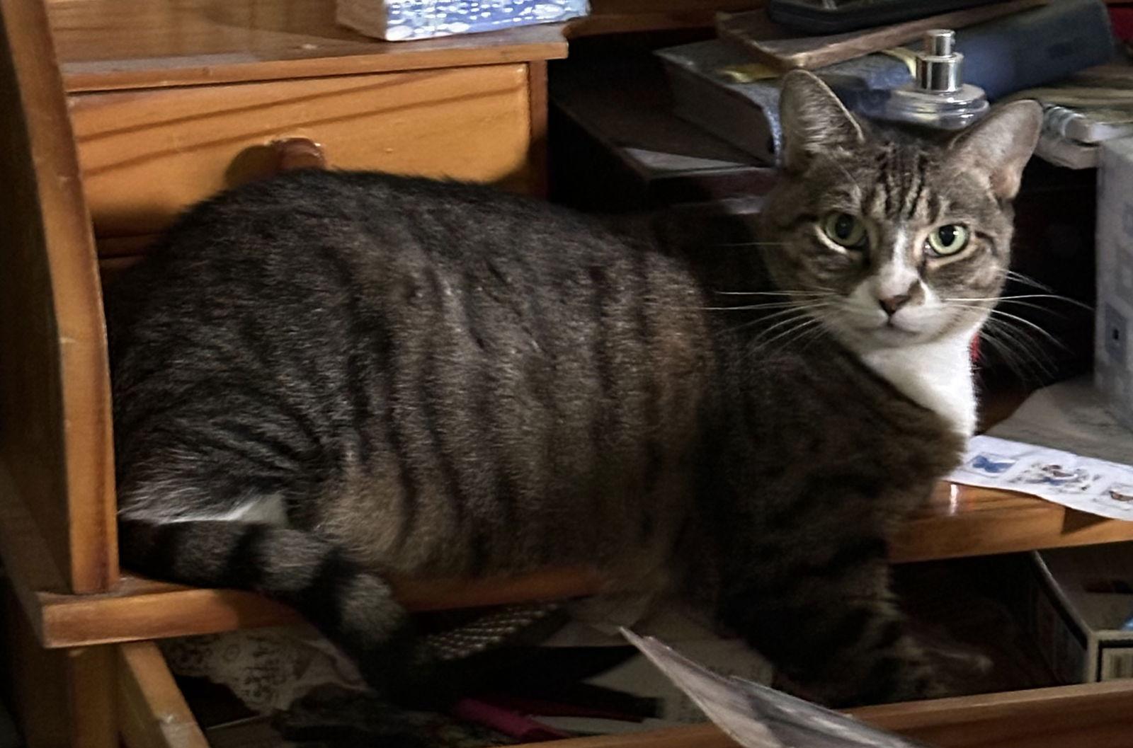 Enlarge Baby the Sweet Tabby, a Adoptable Domestic Short Hair in Oviedo, FL image 2/3