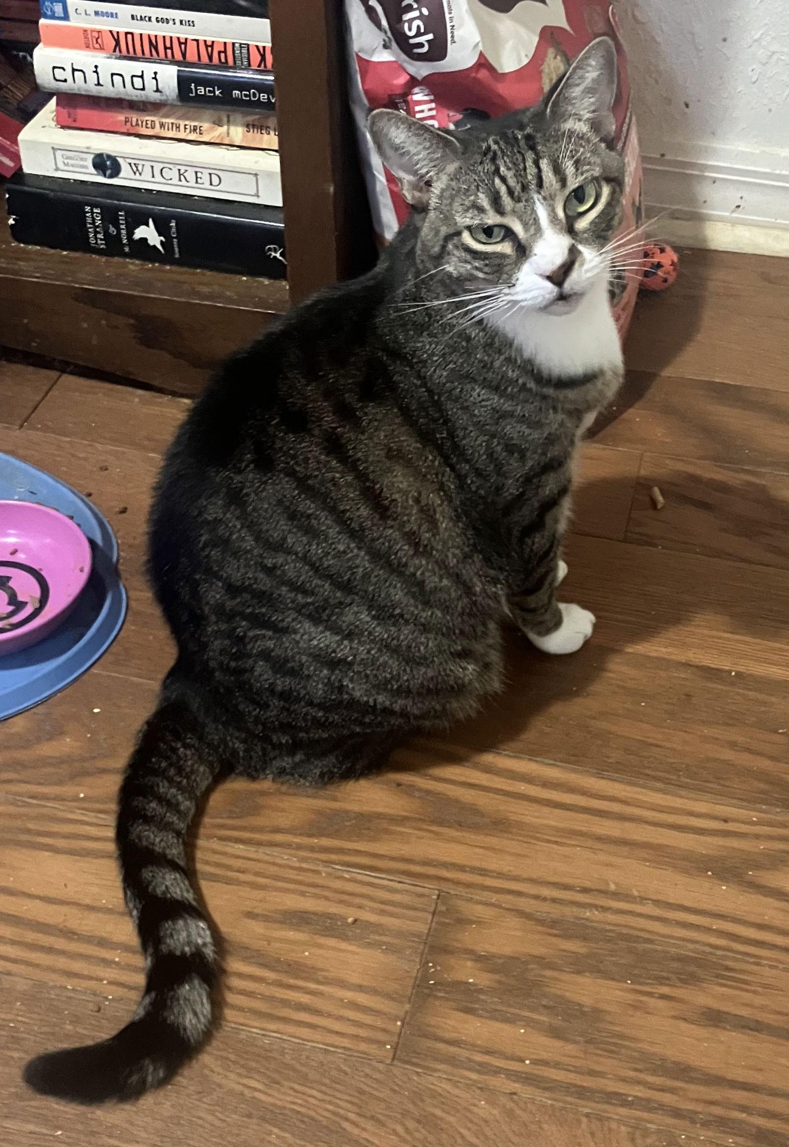 Enlarge Baby the Sweet Tabby, a Adoptable Domestic Short Hair in Oviedo, FL image 3/3