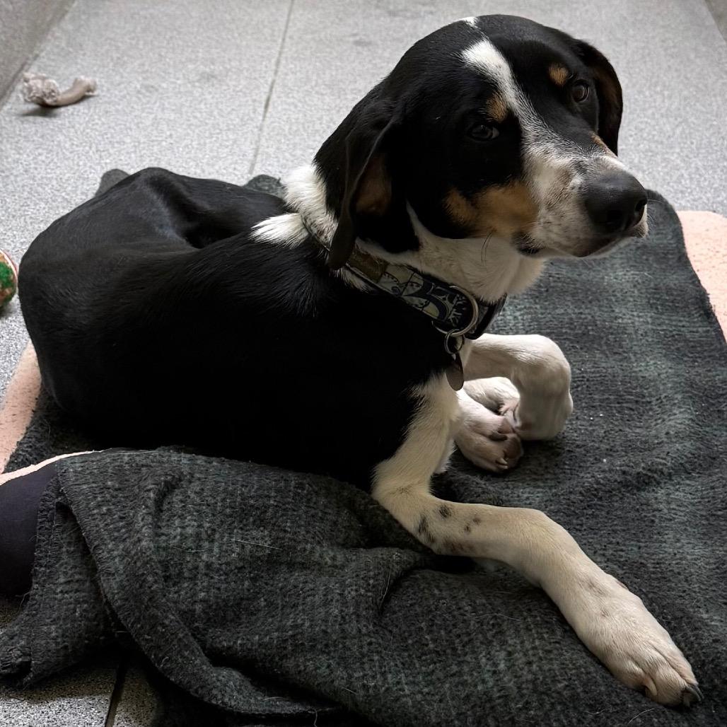 Enlarge TomRay, a Adoptable mixed breed in Cedaredge, CO image 1/3