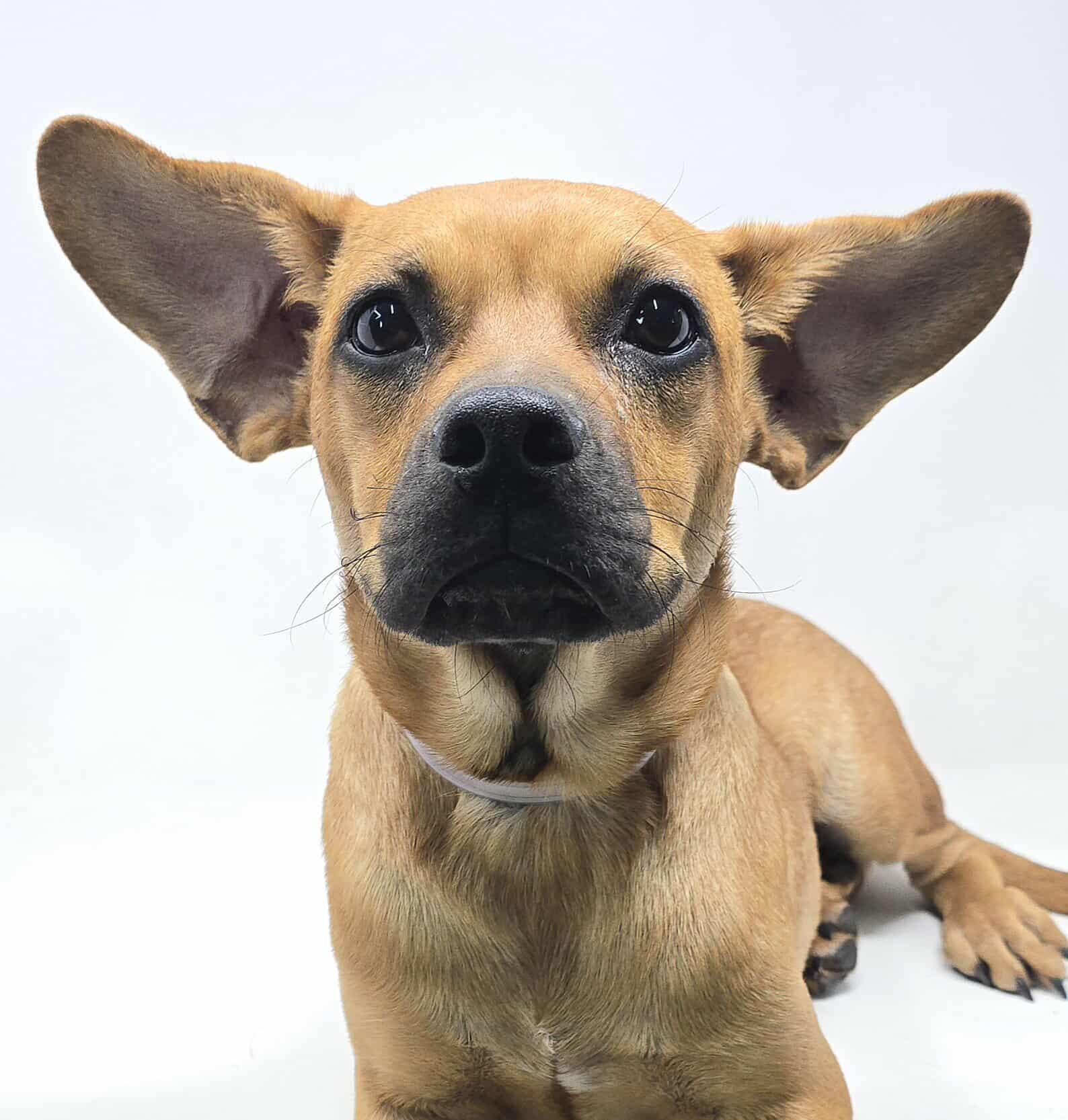 Meet Rome a 5 month old 25 pound as of 722 adorable Puggle mix This delightful puppy is soft