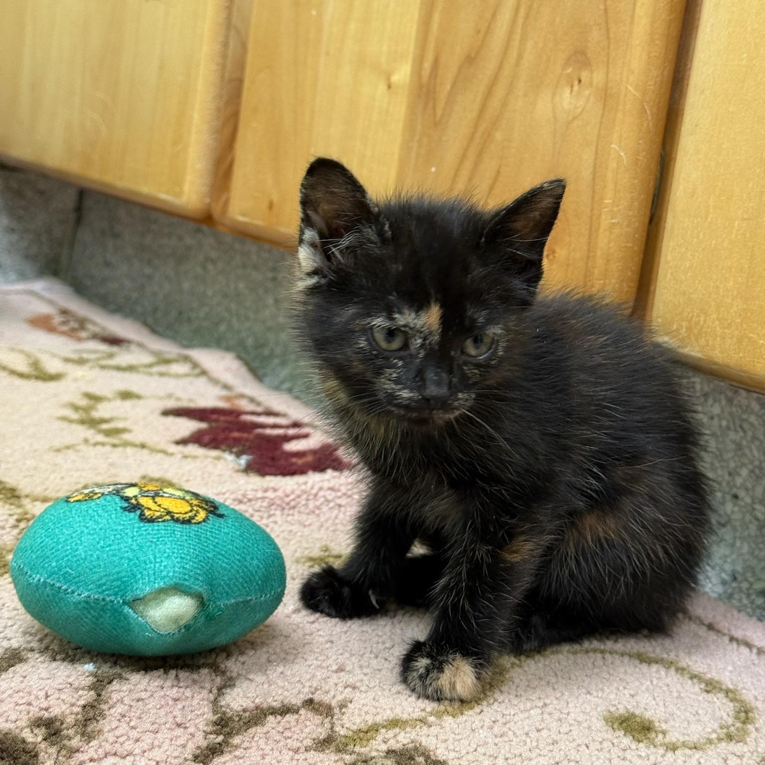 Lauper, a ADOPTABLE Tortoiseshell in Kent, WA image 3/3