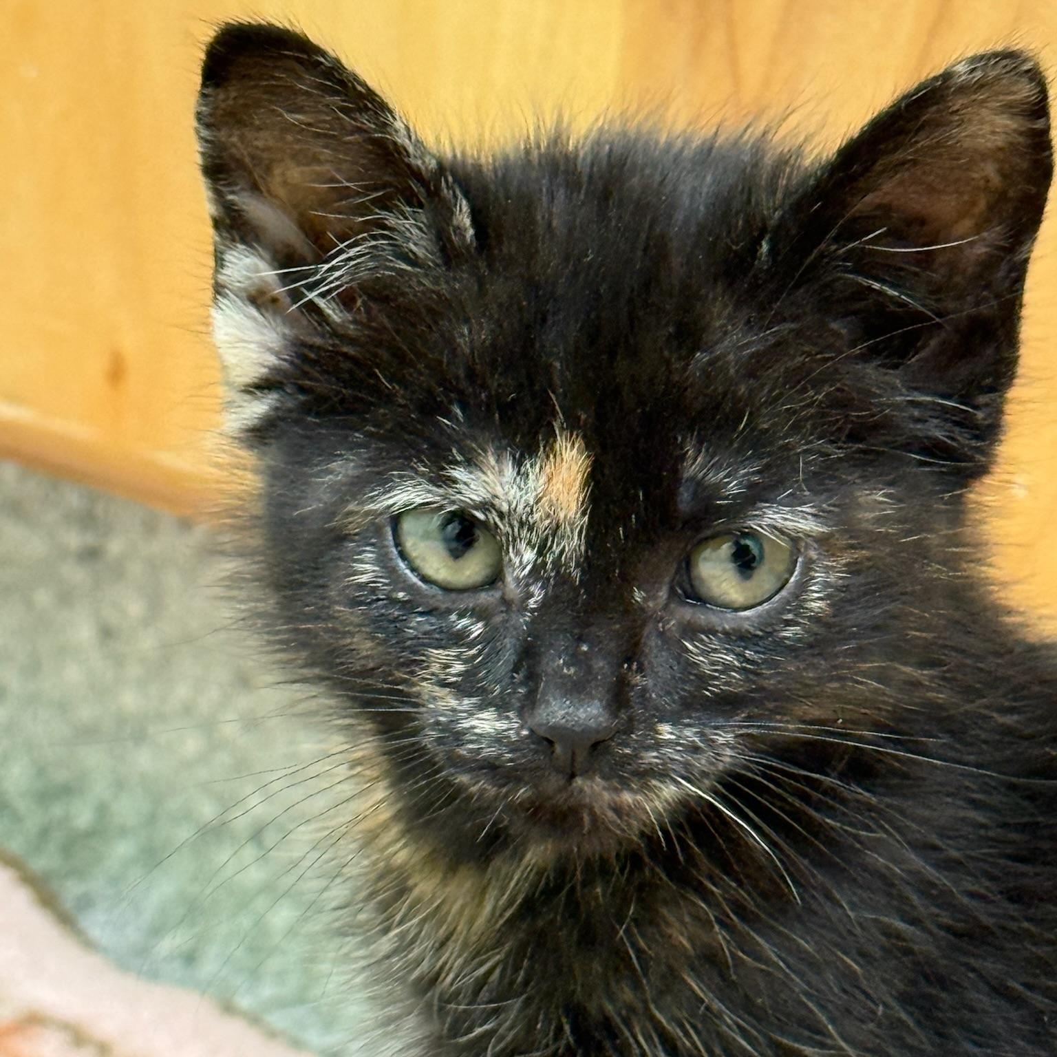 Lauper, a ADOPTABLE Tortoiseshell in Kent, WA image 2/3