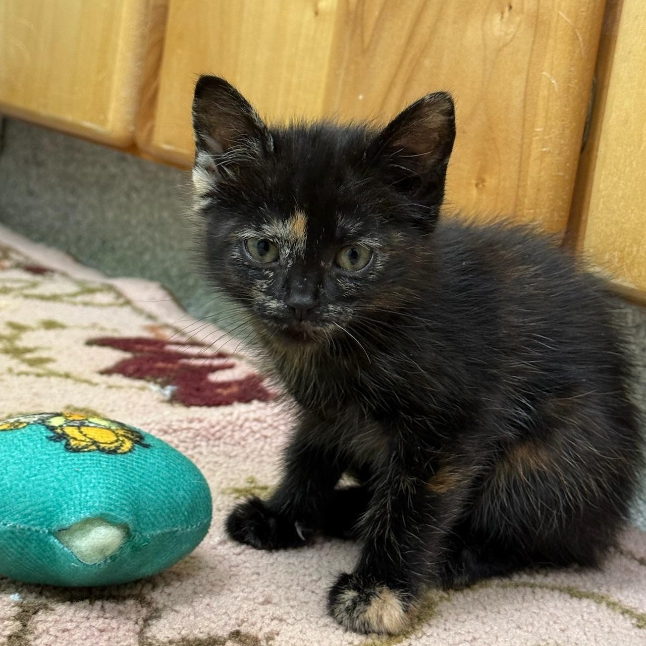 Lauper, ADOPTABLE, Kitten Female Tortoiseshell.