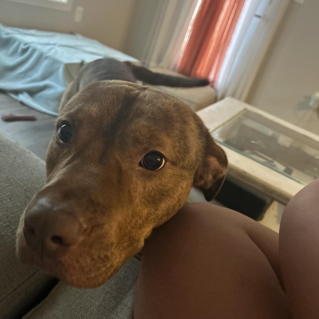 Scoob, Adoptable, Adult Male Pit Bull Terrier.