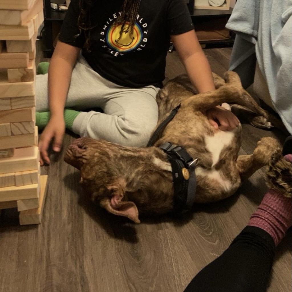 Enlarge Scoob, a Adoptable Pit Bull Terrier in Lynchburg, VA image 2/4